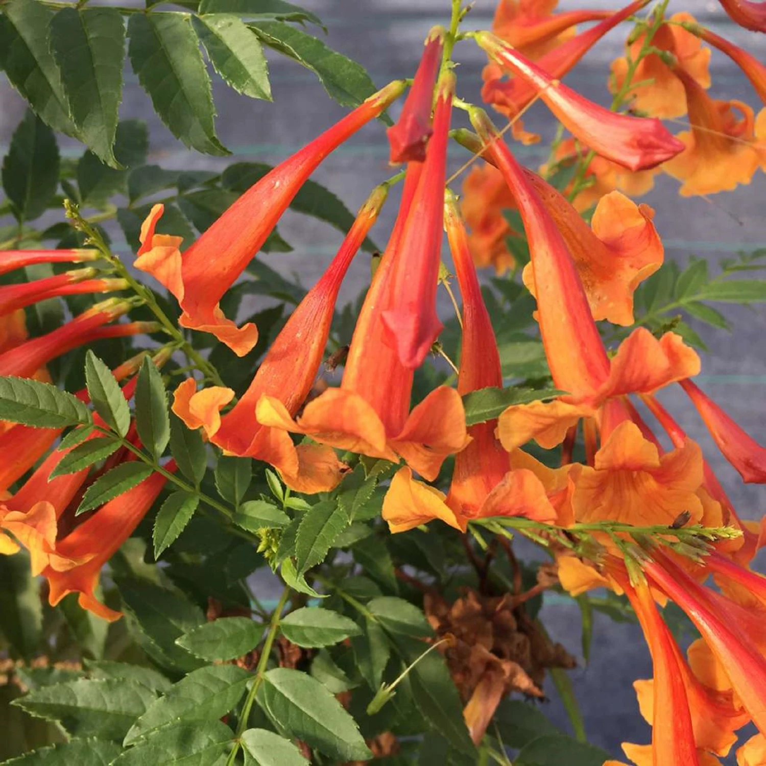 CHICKLET® Orange Trumpet Bush - Tecoma Fulva - Proven Winners - 4" Pot 1 CHICKLET® Orange Trumpet Bush - Tecoma Fulva - Proven Winners - 4" Pot