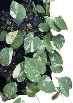 Rare Thai Constellation Philodendron - 4" Pot - Collector's Series -Plant Sale Shop thconstegroup 11994.1683715099