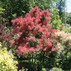 THE VELVET FOG® Smokebush - Cotinus - Red Fall Color! - 4" Pot -Plant Sale Shop the velvet fog smokebush cotinus 1 1080 1080 60 29465.1615344723