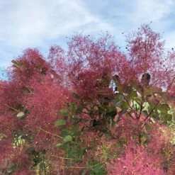THE VELVET FOG® Smokebush - Cotinus - Red Fall Color! - 4" Pot -Plant Sale Shop the velvet fog smokebush cotinus 3 1080 1080 60 20382.1615344722