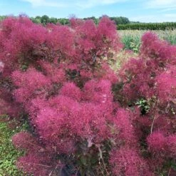 THE VELVET FOG® Smokebush - Cotinus - Red Fall Color! - 4" Pot -Plant Sale Shop the velvet fog smokebush cotinus 4 1080 1080 60 23524.1615344723