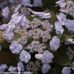 Tiny Tuff Stuff™ Mountain Hydrangea - Proven Winners - 4" Pot 7 Tiny Tuff Stuff™ Mountain Hydrangea - Proven Winners - 4" Pot -Plant Sale Shop tiny20tuff20stuff20hydrangea 1 3 90480.1615344613