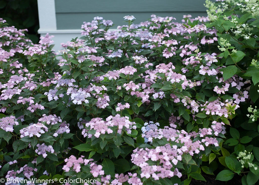 Tiny Tuff Stuff™ Mountain Hydrangea - Proven Winners - 4" Pot 3 Tiny Tuff Stuff™ Mountain Hydrangea - Proven Winners - 4" Pot - Image 3
