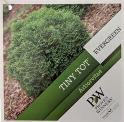 Tater Tot® Arborvitae - 4" Pot - Thuja - Proven Winners -Plant Sale Shop tinytotthujatag 97906.1615344681