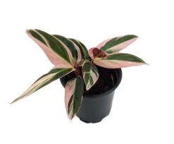 Tricolor Prayer Plant - Stromanthe Triostar - Easy To Grow House Plant - 4" Pot -Plant Sale Shop tripraycal4innew 72866.1613099274