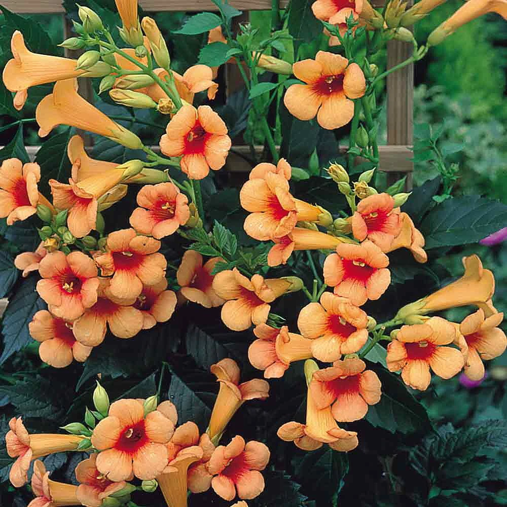 Indian Summer Trumpet Vine Plant - Campsis - 2.5" Pot 1 Indian Summer Trumpet Vine Plant - Campsis - 2.5" Pot