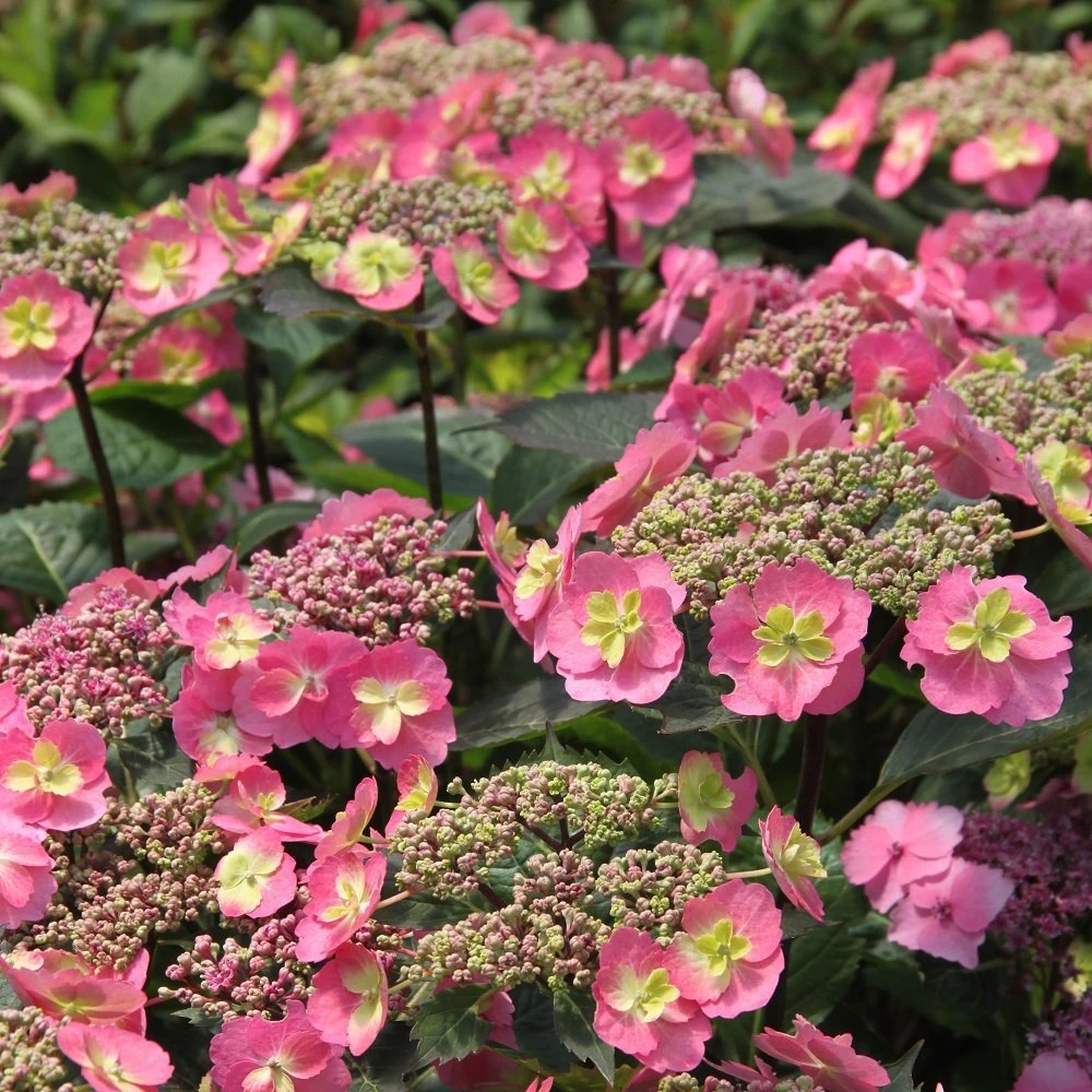Tuff Stuff™ Red Hydrangea - 4" Pot - Proven Winners 1 Tuff Stuff™ Red Hydrangea - 4" Pot - Proven Winners