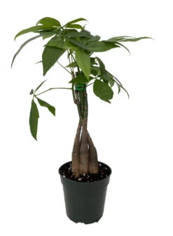 Twisted Money Tree - Pachira - Easy To Grow House Plant - 5" Pot