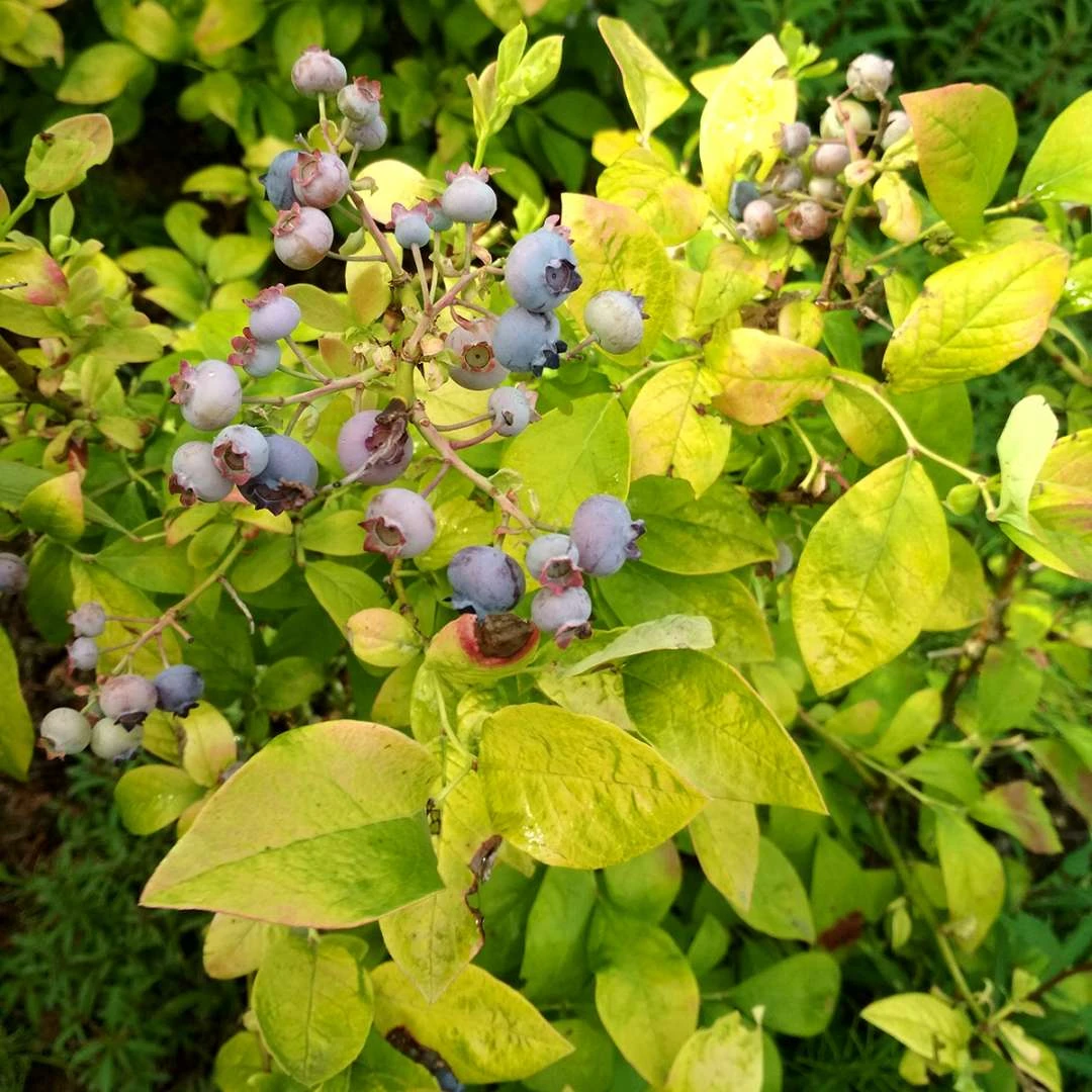 Sky Dew™ Gold - Northern Highbush Blueberry - Vaccinium Corymbosum - 4" Pot 1 Sky Dew™ Gold - Northern Highbush Blueberry - Vaccinium Corymbosum - 4" Pot