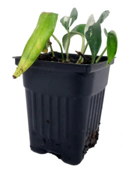 Variegated Epipremnum Pinnatum - 4" Pot - Collector's Series