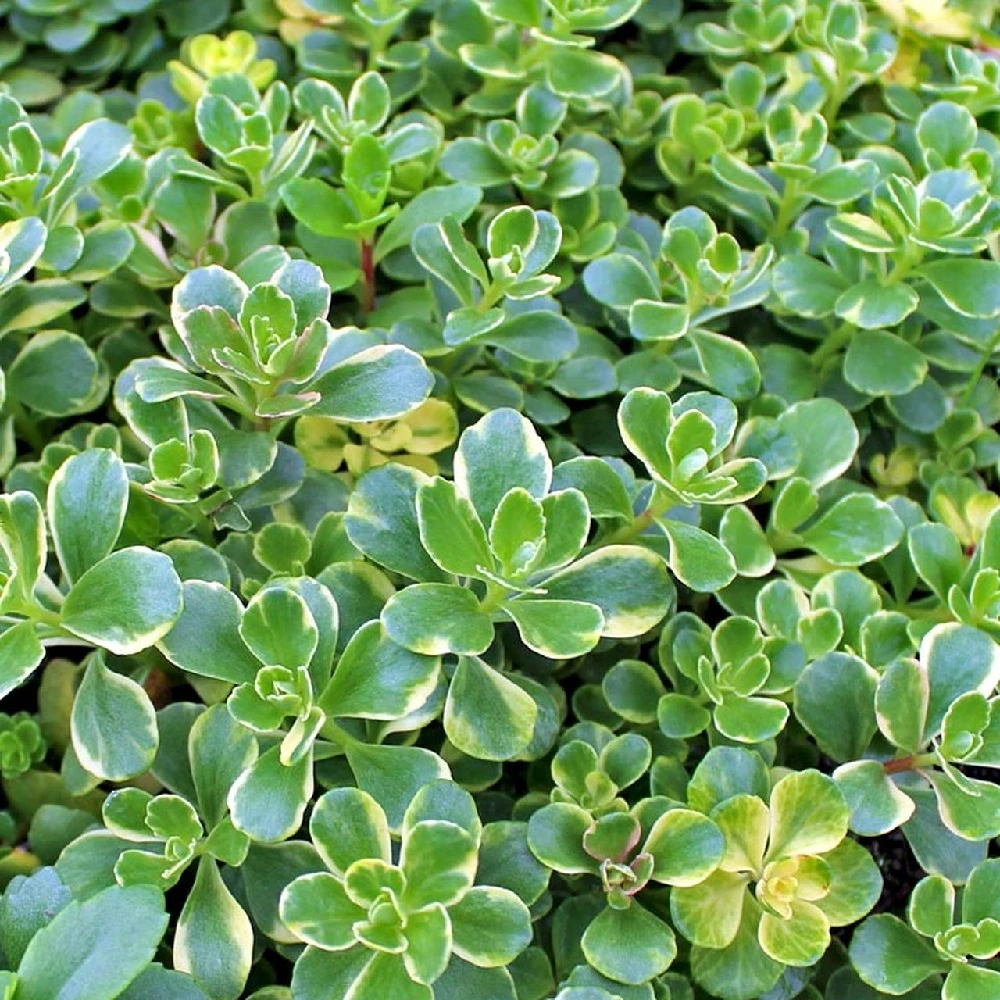 Variegated Sedum Kamtschaticum - Perennial Groundcover Stonecrop - Quart Pot 2 Variegated Sedum Kamtschaticum - Perennial Groundcover Stonecrop - Quart Pot - Image 2