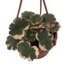 Variegated Strawberry Begonia Plant - 4" Mini Hanging Basket - Collector's