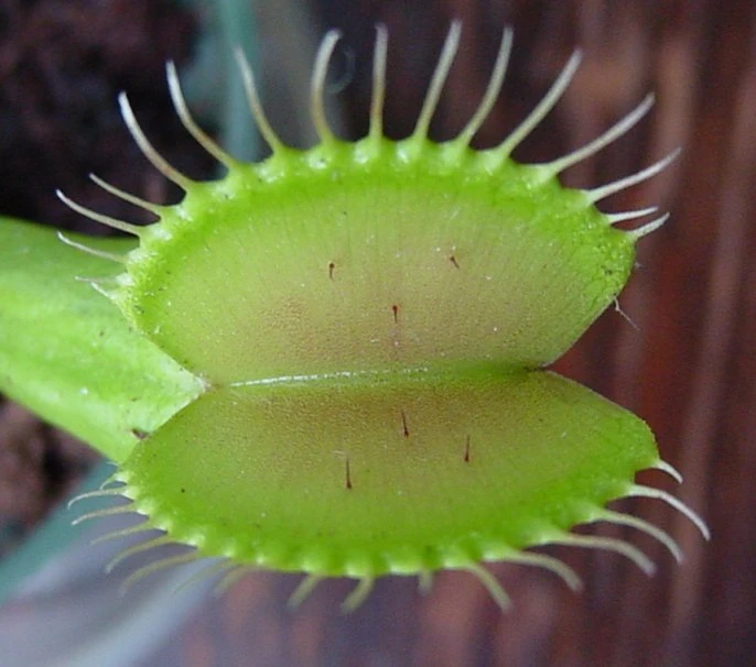 Hirt's Large Venus Flytrap Plant - Dionaea - 3" Clay Pot For Better Growth 5 Hirt's Large Venus Flytrap Plant - Dionaea - 3" Clay Pot For Better Growth - Image 5