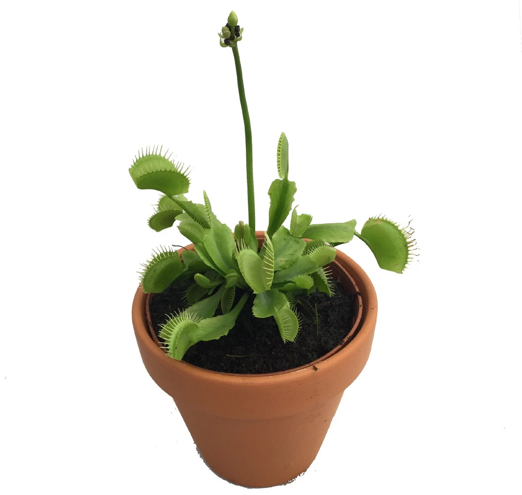 Hirt's Large Venus Flytrap Plant - Dionaea - 3" Clay Pot For Better Growth 1 Hirt's Large Venus Flytrap Plant - Dionaea - 3" Clay Pot For Better Growth