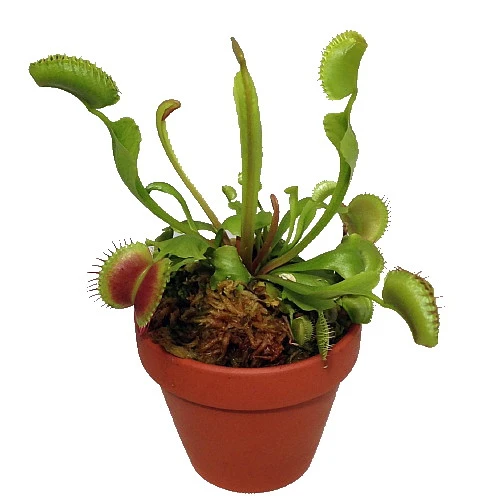 Hirt's Large Venus Flytrap Plant - Dionaea - 3" Clay Pot For Better Growth 2 Hirt's Large Venus Flytrap Plant - Dionaea - 3" Clay Pot For Better Growth - Image 2