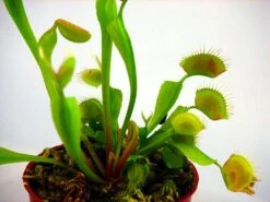 Hirt's Large Venus Flytrap Plant - Dionaea - 3" Clay Pot For Better Growth 14 Hirt's Large Venus Flytrap Plant - Dionaea - 3" Clay Pot For Better Growth -Plant Sale Shop vft1 45020.1605732632