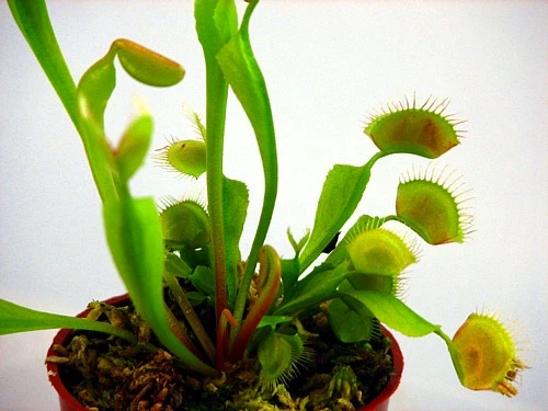 Hirt's Large Venus Flytrap Plant - Dionaea - 3" Clay Pot For Better Growth 7 Hirt's Large Venus Flytrap Plant - Dionaea - 3" Clay Pot For Better Growth - Image 7