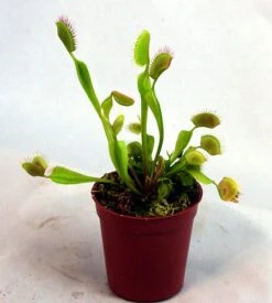 Hirt's Large Venus Flytrap Plant - Dionaea - 3" Clay Pot For Better Growth 15 Hirt's Large Venus Flytrap Plant - Dionaea - 3" Clay Pot For Better Growth -Plant Sale Shop vft2 96315.1605732632