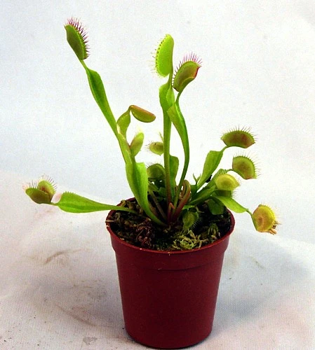 Hirt's Large Venus Flytrap Plant - Dionaea - 3" Clay Pot For Better Growth 8 Hirt's Large Venus Flytrap Plant - Dionaea - 3" Clay Pot For Better Growth - Image 8