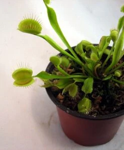 Hirt's Large Venus Flytrap Plant - Dionaea - 3" Clay Pot For Better Growth 13 Hirt's Large Venus Flytrap Plant - Dionaea - 3" Clay Pot For Better Growth -Plant Sale Shop vft4 39583.1605732632