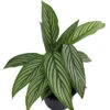 Uncommon Vittata Peacock Plant - Calathea - 4" Pot - Collector's Series