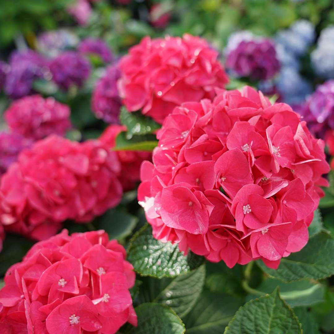 Wee Bit Giddy® Bigleaf Hydrangea - 4" Pot - Proven Winners 1 Wee Bit Giddy® Bigleaf Hydrangea - 4" Pot - Proven Winners