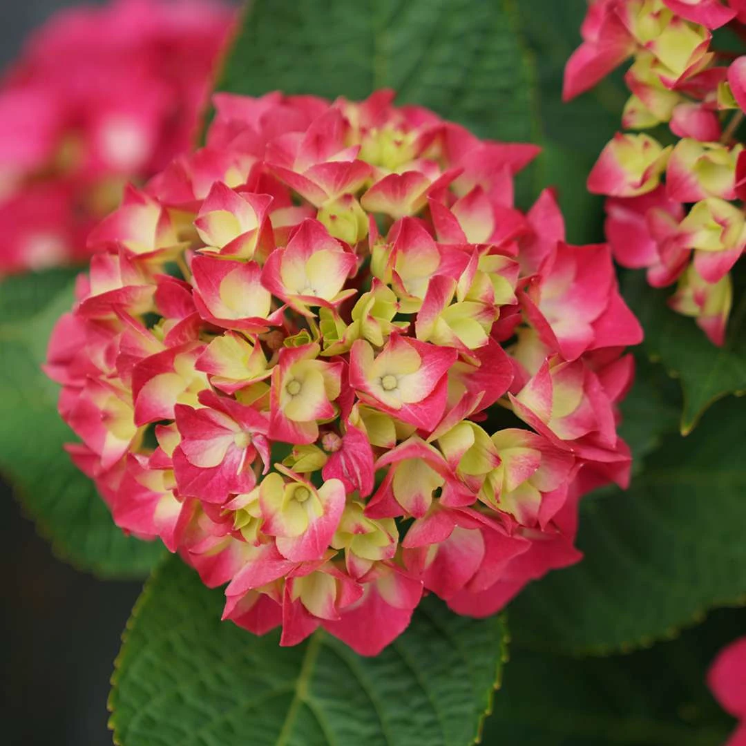 Wee Bit Giddy® Bigleaf Hydrangea - 4" Pot - Proven Winners 2 Wee Bit Giddy® Bigleaf Hydrangea - 4" Pot - Proven Winners - Image 2