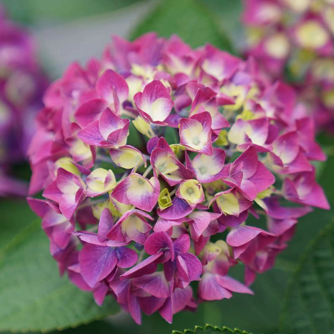 Wee Bit Giddy® Bigleaf Hydrangea - 4" Pot - Proven Winners 3 Wee Bit Giddy® Bigleaf Hydrangea - 4" Pot - Proven Winners - Image 3