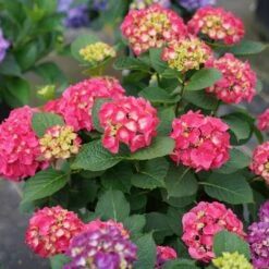 Wee Bit Giddy® Bigleaf Hydrangea - 4" Pot - Proven Winners 9 Wee Bit Giddy® Bigleaf Hydrangea - 4" Pot - Proven Winners -Plant Sale Shop wee bit giddy hydrangea macrophylla 4 1080 1080 60 90691.1615344717