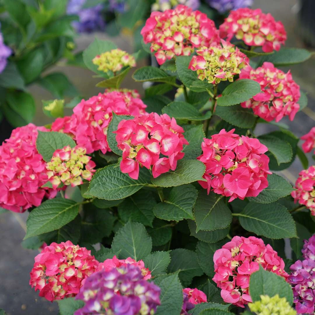 Wee Bit Giddy® Bigleaf Hydrangea - 4" Pot - Proven Winners 4 Wee Bit Giddy® Bigleaf Hydrangea - 4" Pot - Proven Winners - Image 4