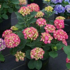 Wee Bit Giddy® Bigleaf Hydrangea - 4" Pot - Proven Winners 10 Wee Bit Giddy® Bigleaf Hydrangea - 4" Pot - Proven Winners -Plant Sale Shop wee bit giddy hydrangea macrophylla 6 1080 1080 60 60693.1615344717