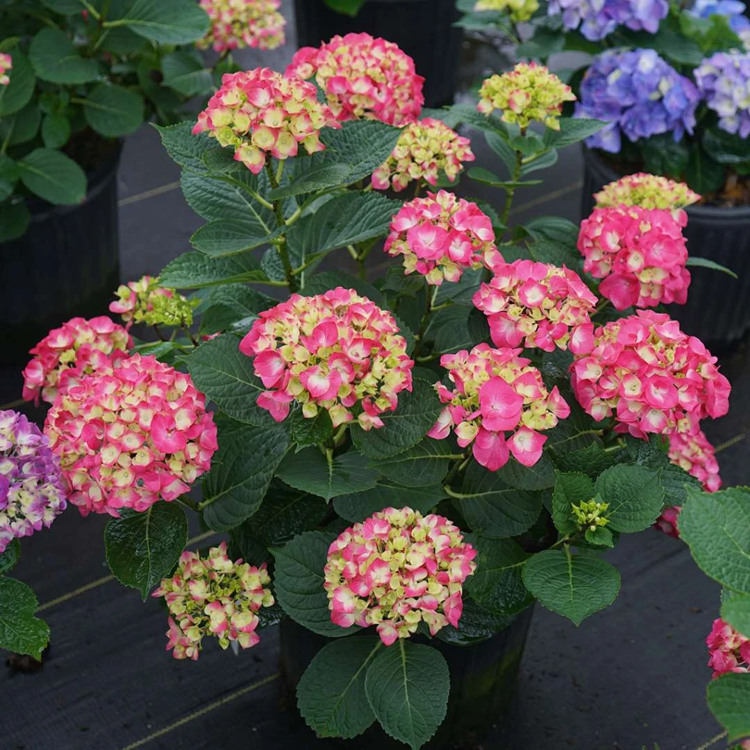 Wee Bit Giddy® Bigleaf Hydrangea - 4" Pot - Proven Winners 5 Wee Bit Giddy® Bigleaf Hydrangea - 4" Pot - Proven Winners - Image 5