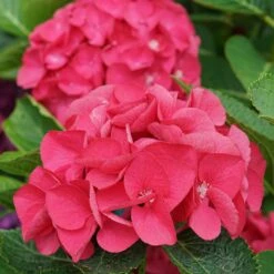 Wee Bit Giddy® Bigleaf Hydrangea - 4" Pot - Proven Winners 11 Wee Bit Giddy® Bigleaf Hydrangea - 4" Pot - Proven Winners -Plant Sale Shop wee bit giddy hydrangea macrophylla 8 1080 1080 60 92492.1615344718