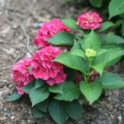 Wee Bit Grumpy® Bigleaf Hydrangea - 4" Pot - Proven Winners -Plant Sale Shop wee bit grumpy hydrangea macrophylla 2 1 1080 1080 60 63539.1615344718