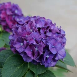 Wee Bit Grumpy® Bigleaf Hydrangea - 4" Pot - Proven Winners -Plant Sale Shop wee bit grumpy hydrangea macrophylla 3 1080 1080 60 06167.1615344719