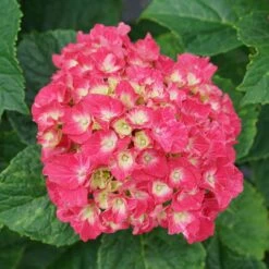Wee Bit Grumpy® Bigleaf Hydrangea - 4" Pot - Proven Winners -Plant Sale Shop wee bit grumpy hydrangea macrophylla 4 1080 1080 60 93945.1615344719