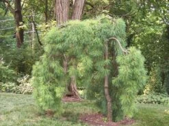 Weeping Eastern White Pine - Pinus Strobus Pendula - 5.5" Pot