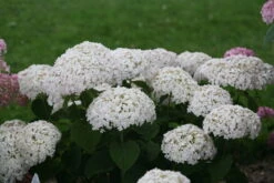 Invincibelle Wee White® Hydrangea - 4" Pot - Proven Winners -Plant Sale Shop weewhite1 66088.1615344638