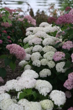Invincibelle Wee White® Hydrangea - 4" Pot - Proven Winners -Plant Sale Shop weewhite 03703.1615344638