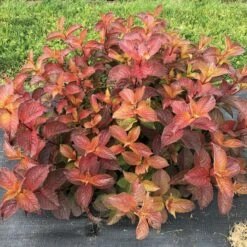 MIDNIGHT SUN™ Weigela - Proven Winners - 4" Pot -Plant Sale Shop weigela midnight sun 12 1080 1080 60 83681.1649533651