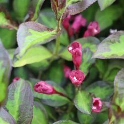VINHO VERDE™ Weigela - Proven Winners - 4" Pot -Plant Sale Shop weigela vinho verde 2 1080 1080 60 27960.1649548178
