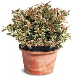 My Monet® Weigela - A Poetic Beauty/Foliage & Flowers - Proven Winners - 4" Pot -Plant Sale Shop weigelamymonet2 38725.1615344463