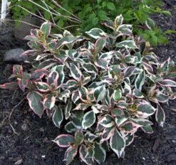 My Monet® Weigela - A Poetic Beauty/Foliage & Flowers - Proven Winners - 4" Pot -Plant Sale Shop weigelamymonet4 22554.1615344463