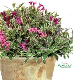 My Monet® Weigela - A Poetic Beauty/Foliage & Flowers - Proven Winners - 4" Pot