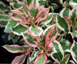 My Monet® Weigela - A Poetic Beauty/Foliage & Flowers - Proven Winners - 4" Pot -Plant Sale Shop weigelamymonet 60617.1615344463