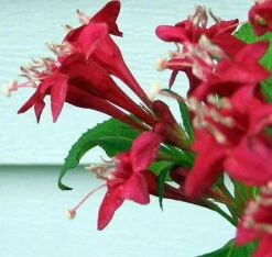 Red Sonic Bloom® Weigela - Lipstick Red, Everblooming - Proven Winners - 4" Pot -Plant Sale Shop weigeliasonicred3 25812.1615344518