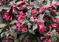 Spilled Wine® Weigela - Red Leaves, Magenta Flowers - Proven Winners - 4" Pot 8 Spilled Wine® Weigela - Red Leaves, Magenta Flowers - Proven Winners - 4" Pot -Plant Sale Shop weigeliaspilledwine3 66268.1615344525