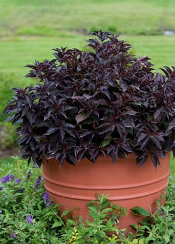 Spilled Wine® Weigela - Red Leaves, Magenta Flowers - Proven Winners - 4" Pot 4 Spilled Wine® Weigela - Red Leaves, Magenta Flowers - Proven Winners - 4" Pot - Image 4
