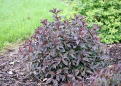 Spilled Wine® Weigela - Red Leaves, Magenta Flowers - Proven Winners - 4" Pot 10 Spilled Wine® Weigela - Red Leaves, Magenta Flowers - Proven Winners - 4" Pot -Plant Sale Shop weigeliaspilledwine5 43538.1615344525