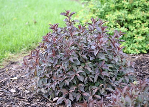 Spilled Wine® Weigela - Red Leaves, Magenta Flowers - Proven Winners - 4" Pot 5 Spilled Wine® Weigela - Red Leaves, Magenta Flowers - Proven Winners - 4" Pot - Image 5